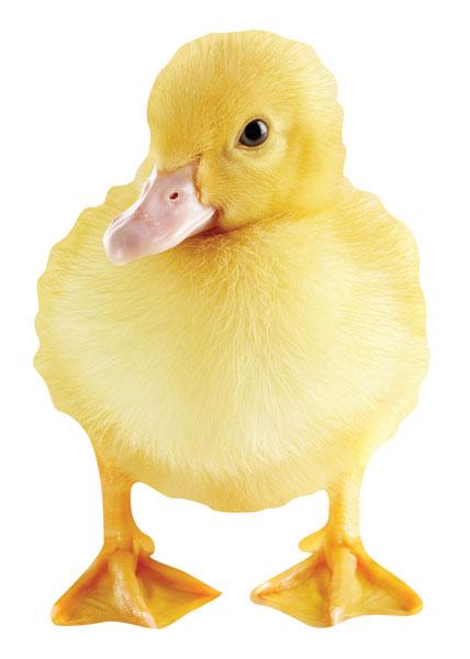  Note Card - Duckling Greeted、mySite、ghnorth