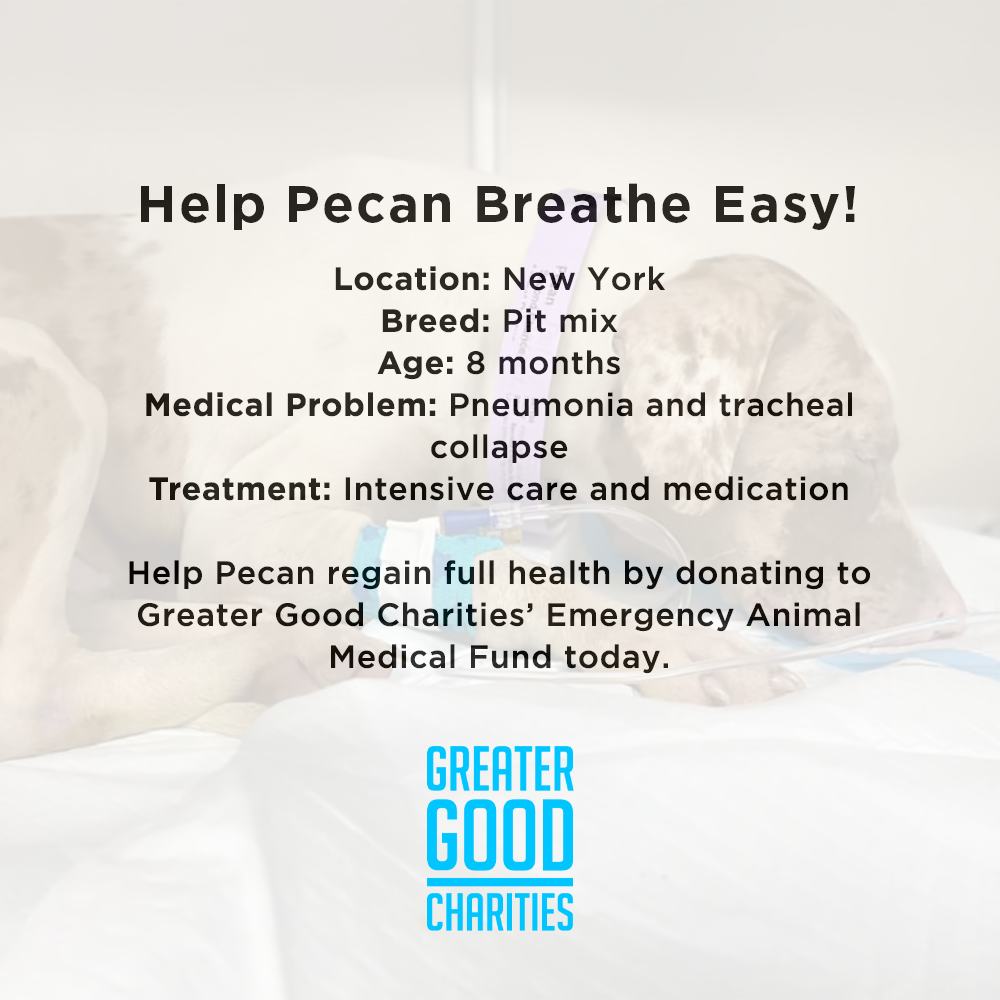 Funded - Help Pecan Breathe Easy、mySite、camillekostekn