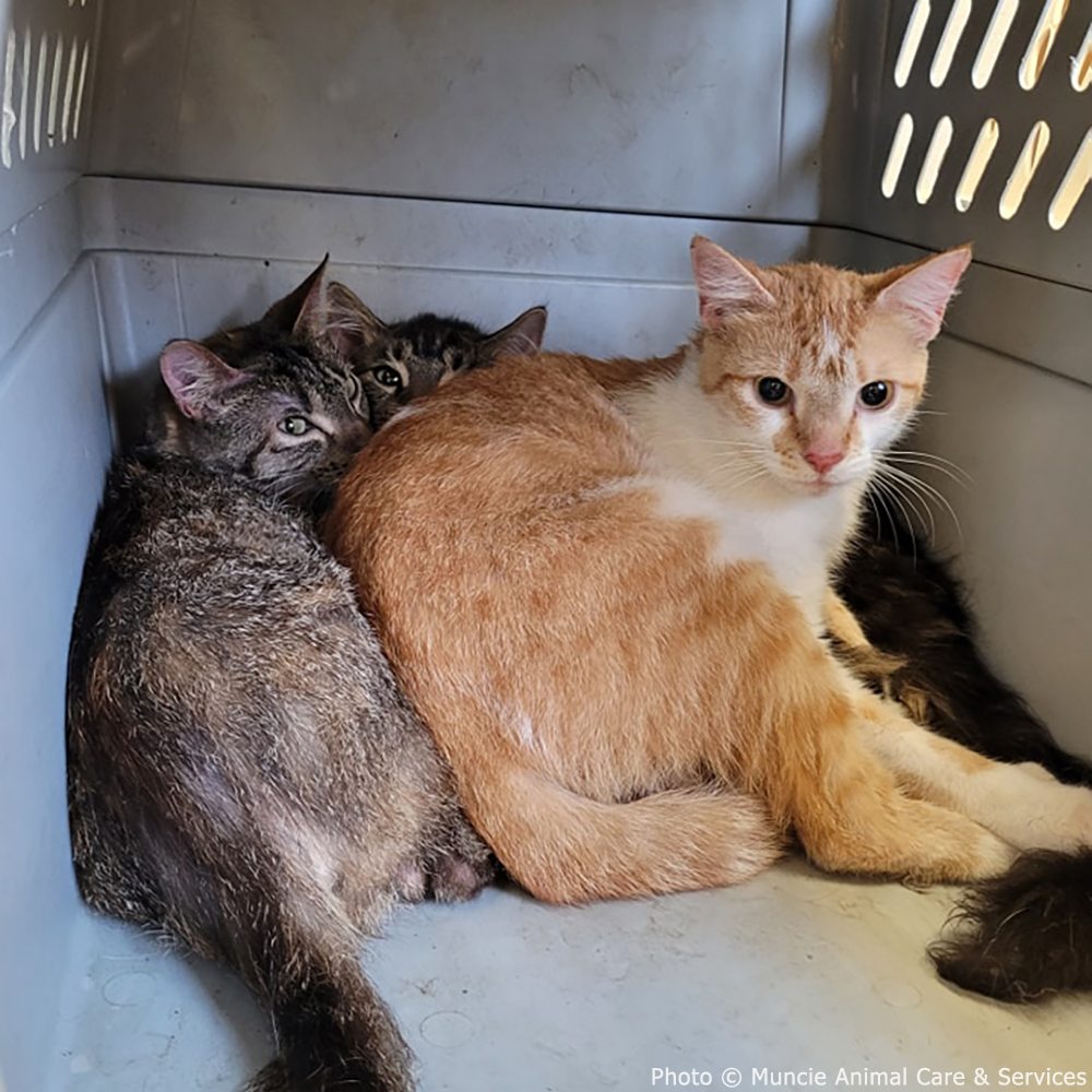 Funded: Help 20 Neglected Cats, Abandoned in Squalid House、mySite、camillekostekn