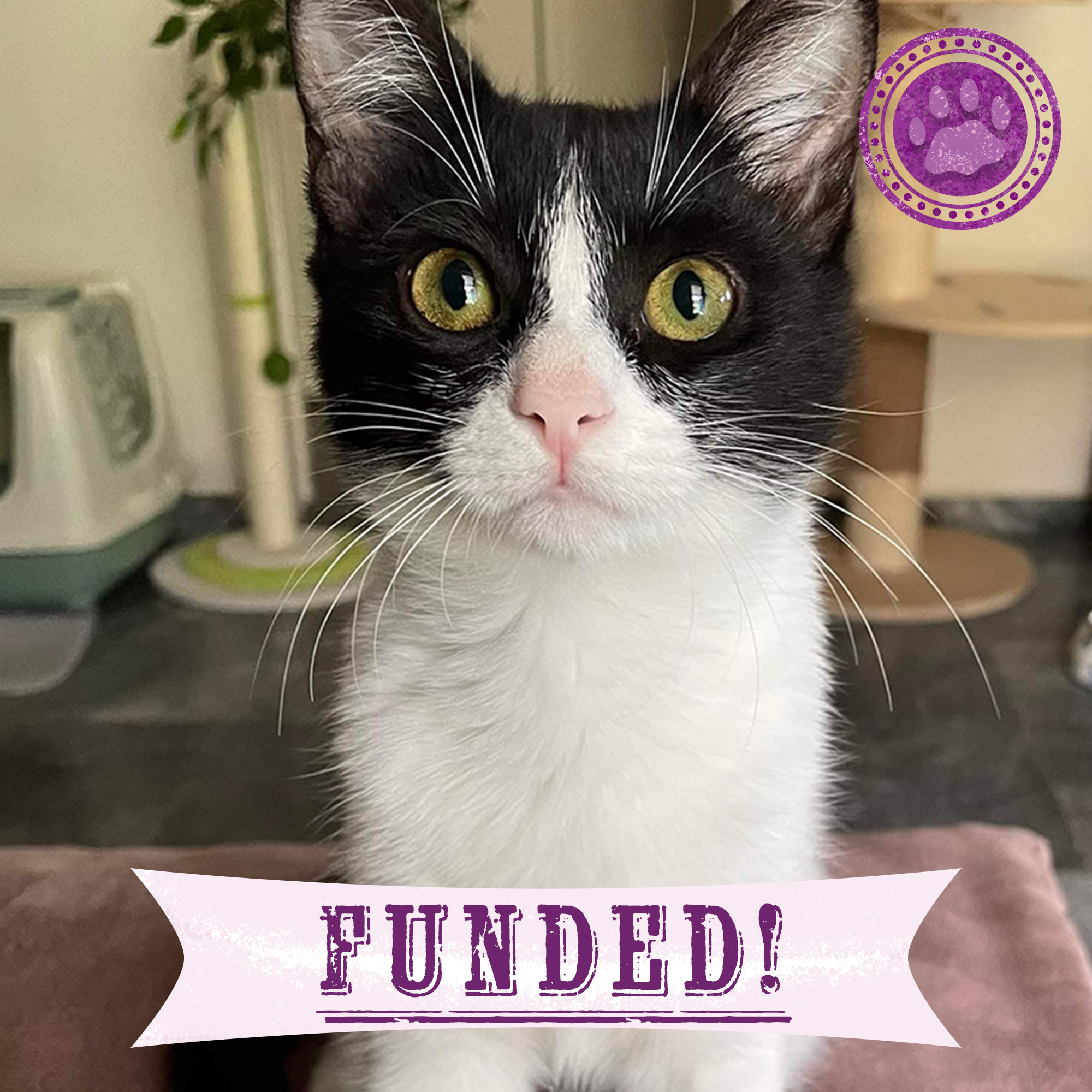 Funded: Help Juno Recover After Life-Threatening Hernia、mySite、camillekostekn