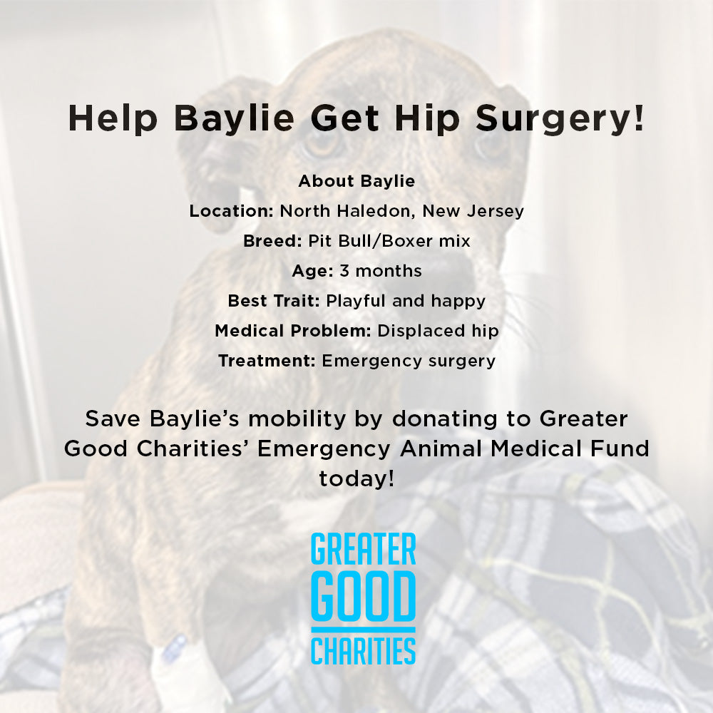 Funded - Help Baylie Recover From a Hit and Run、mySite、camillekostekn