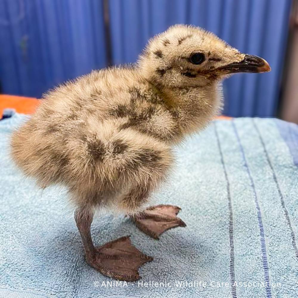 Wildlife Rescued From Fires Need Care and Support to Be Released、mySite、camillekostekn