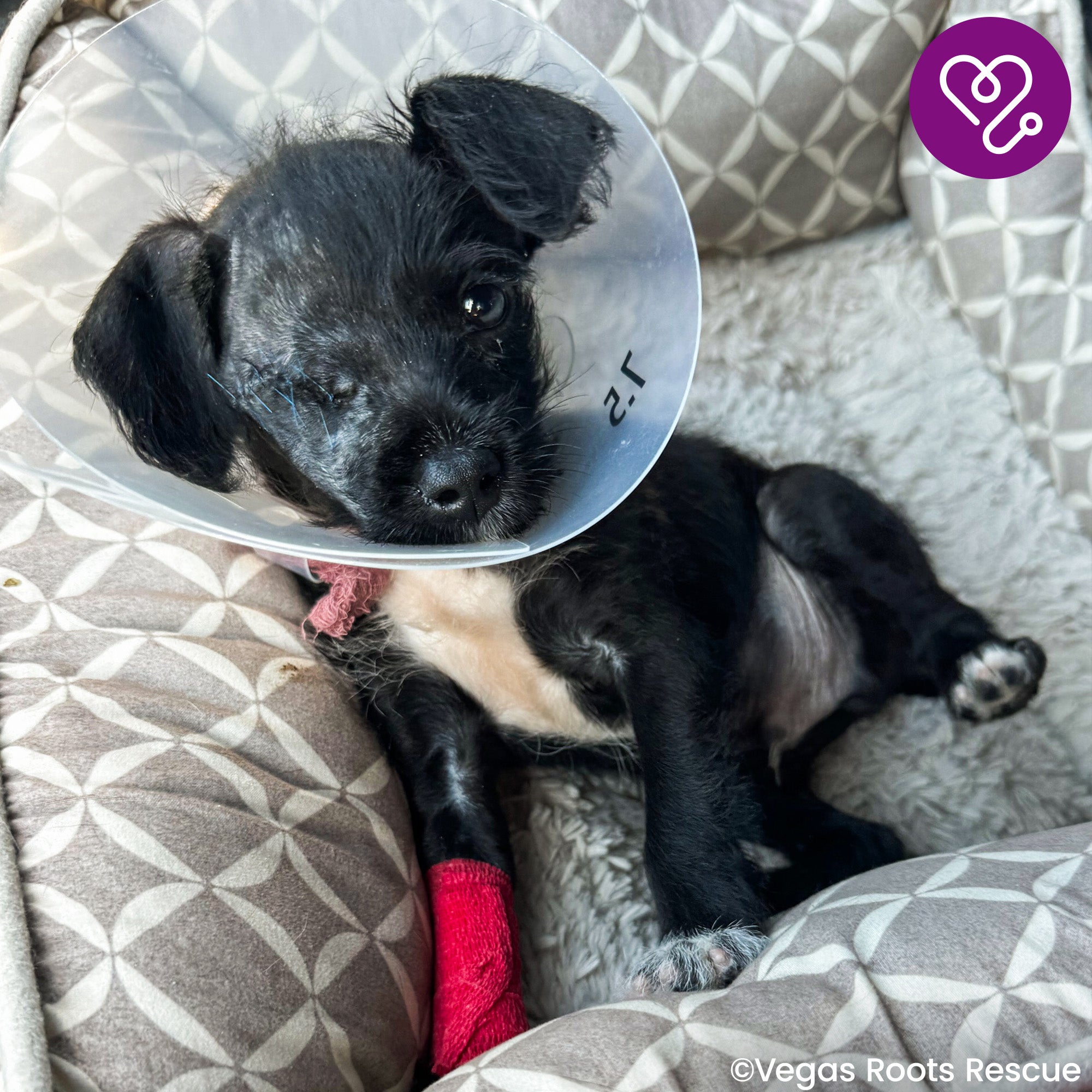 Funded: Help Plankton See a Brighter Future、mySite、camillekostekn