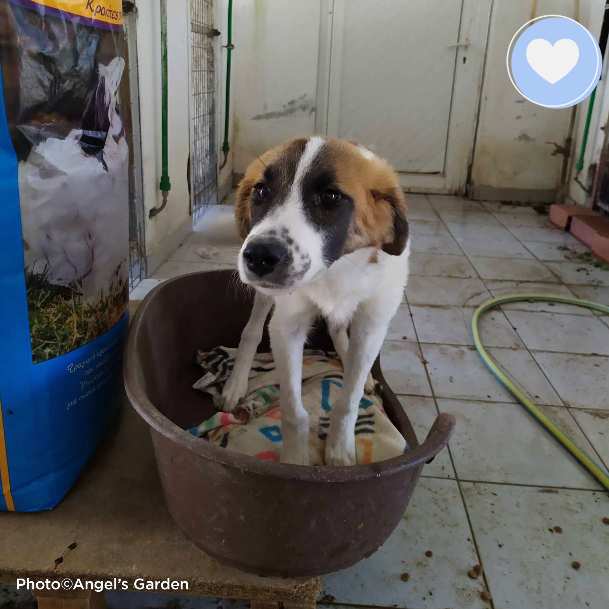 Funded: Persephone Deserves A Shot At A Good Life、mySite、camillekostekn