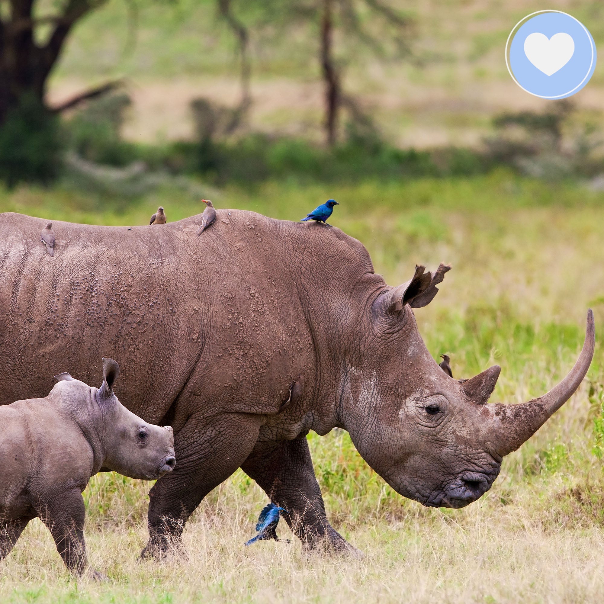 Giving Tuesday: Act Now Before Critically Endangered Species Disappear、mySite、camillekostekn