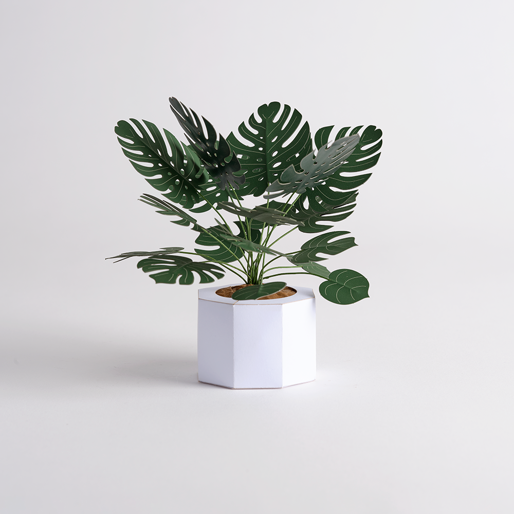 Paper Monstera Plant DIY Kit、mySite、solidvoid