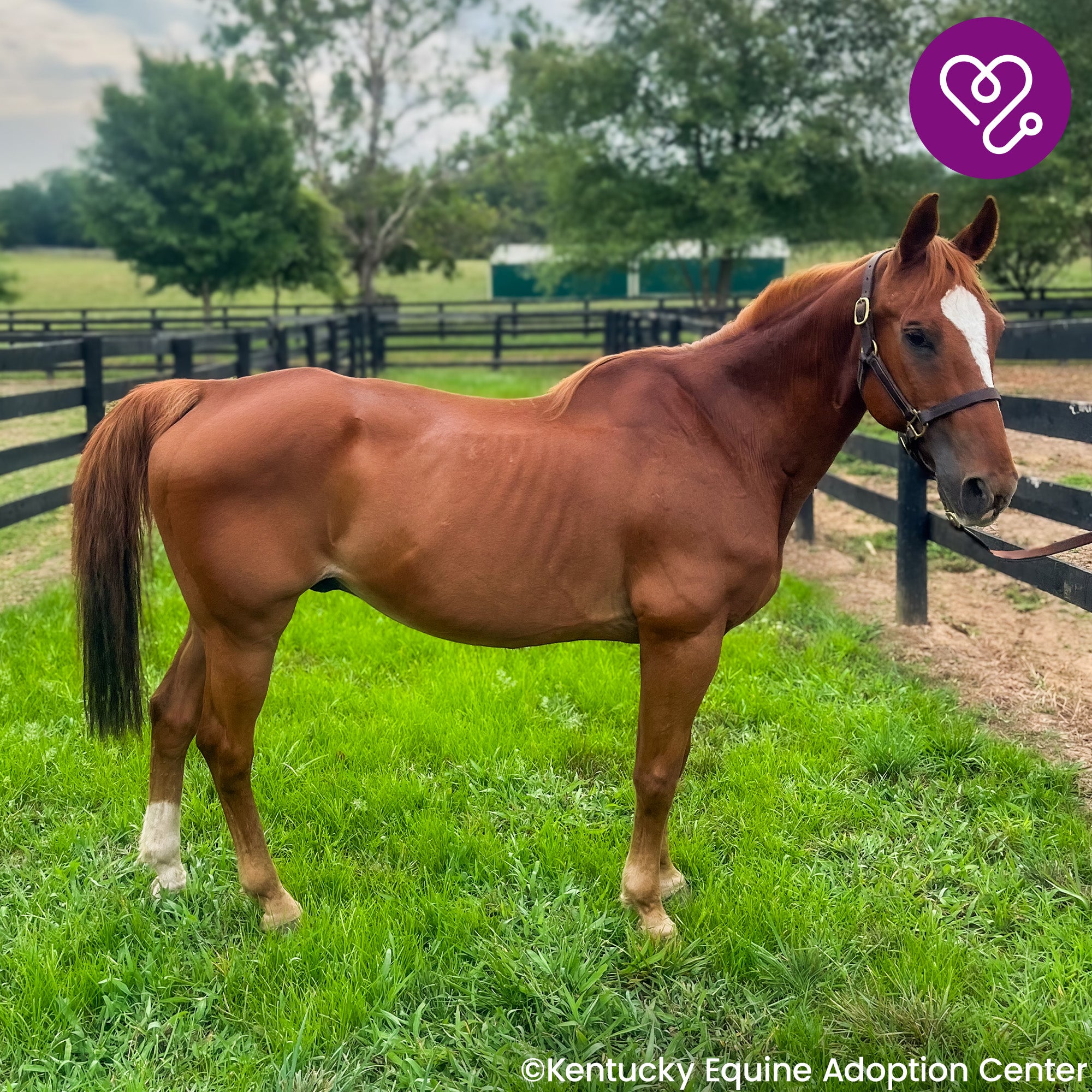 Funded: Help River Regain His Strength、mySite、camillekostekn