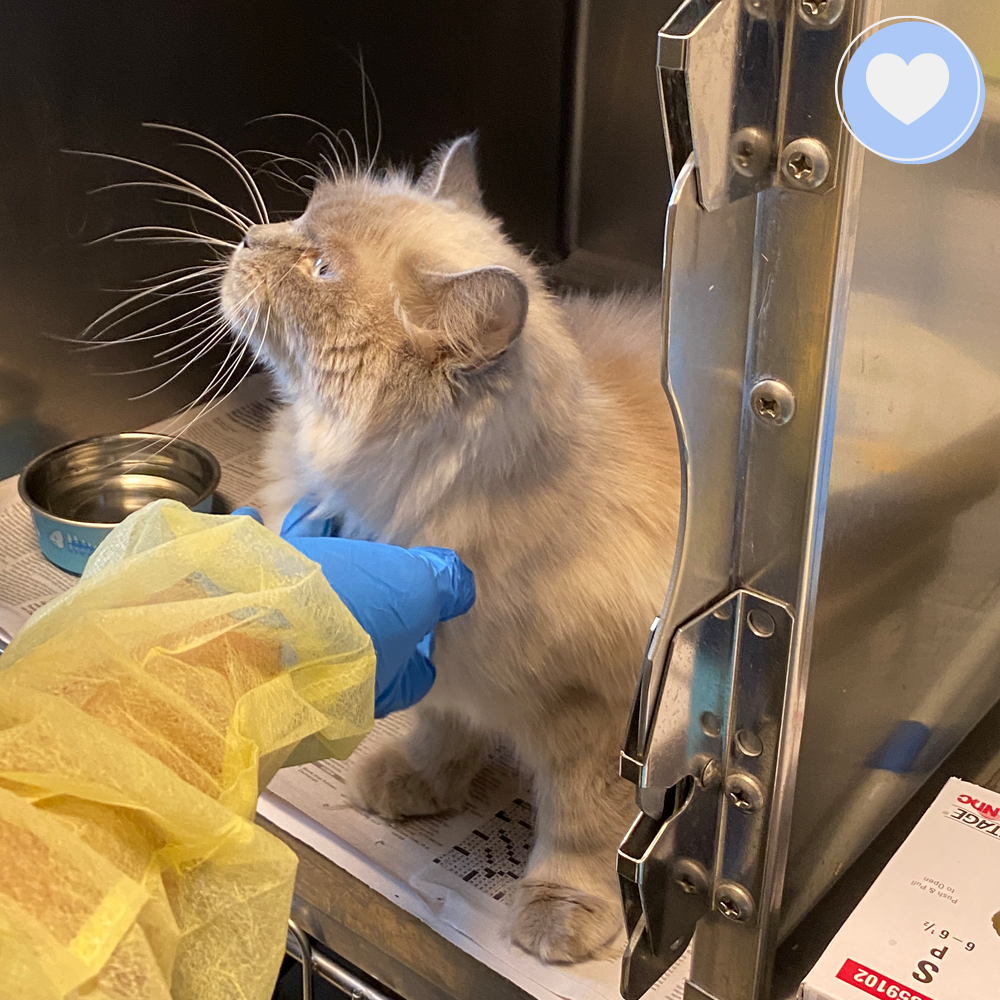 Funded: 100 Neglected Cats & Kittens Need Help Immediately、mySite、camillekostekn