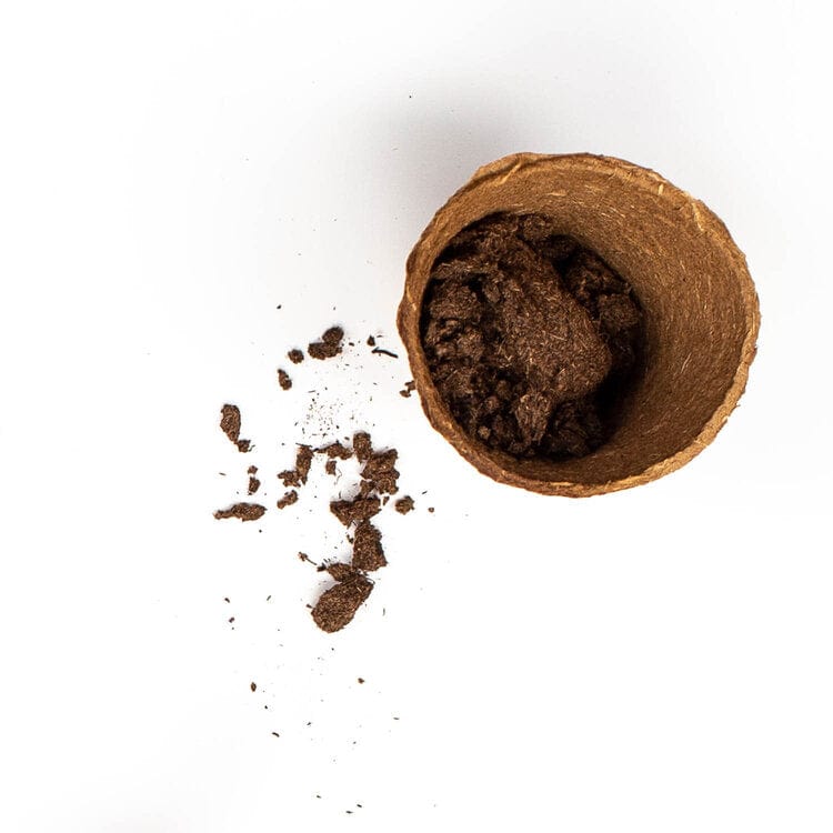 Tu B'Shvat in a Box、mySite、topwebapps