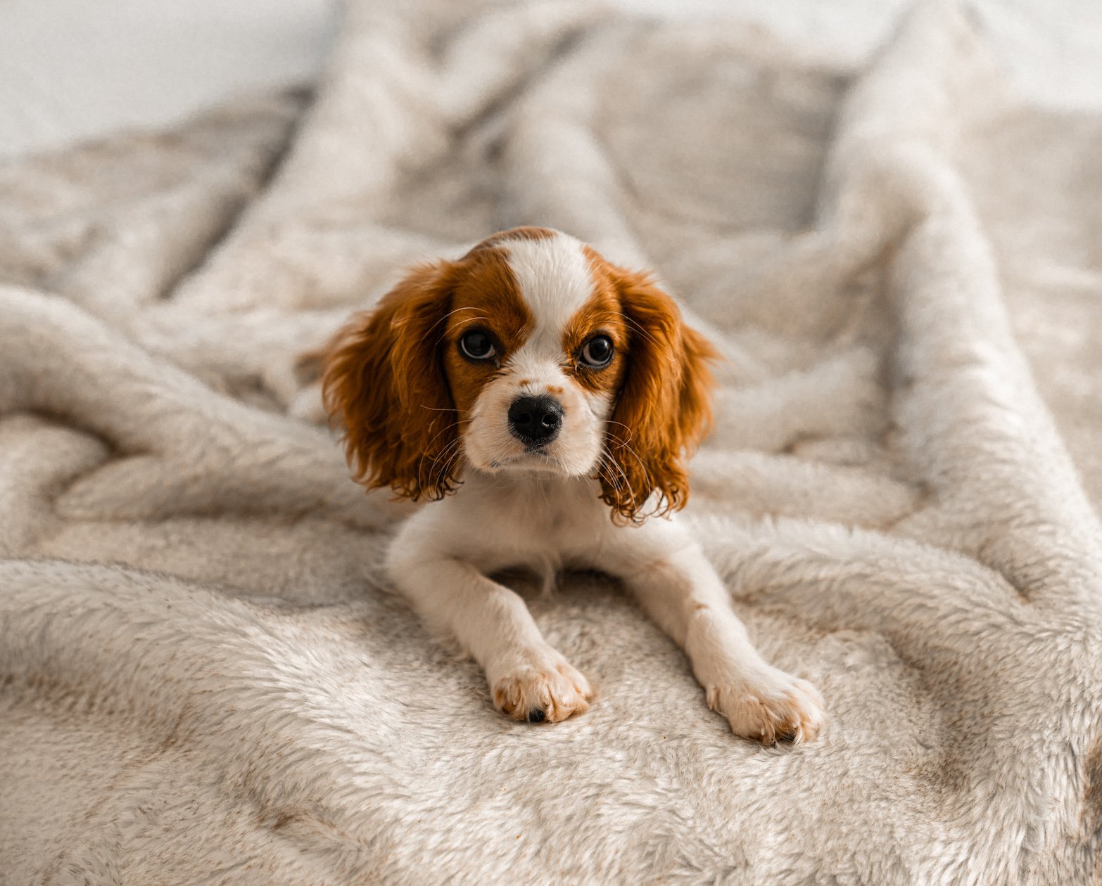 PupProtector™ Summer Short Fur Waterproof Throw Blanket - White with Brown Accents、mySite、solidvoid