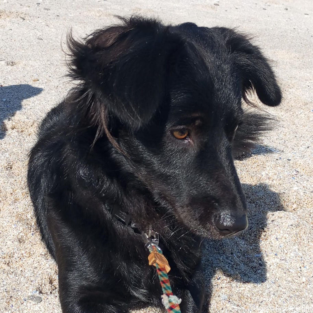 Funded: Help Botley Recover After Being Hit by a Car、mySite、camillekostekn