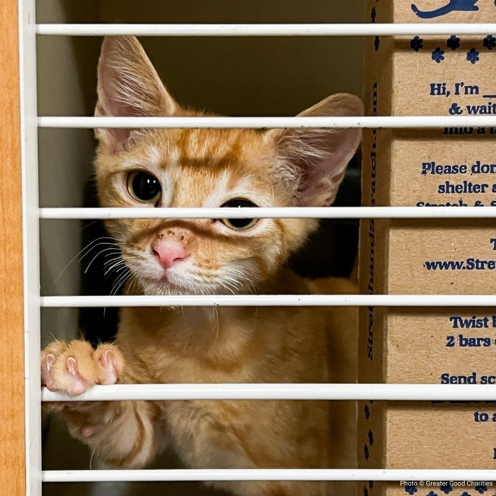 EMERGENCY EVACUATIONS: Fly Pets Out of Hurricane-Ravaged Shelters、mySite、camillekostekn