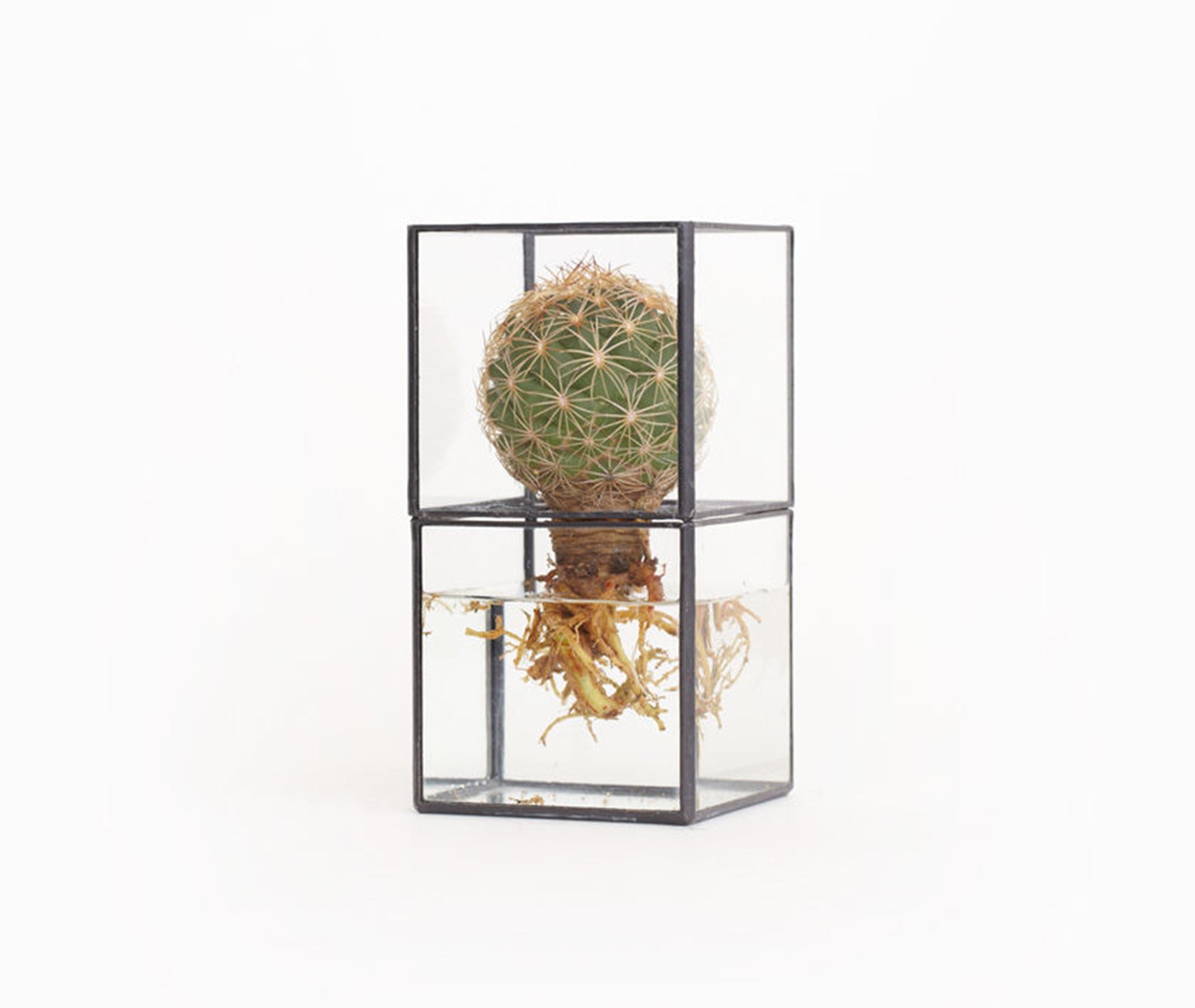 Hydro 80:80 Terrarium、mySite、topwebapps