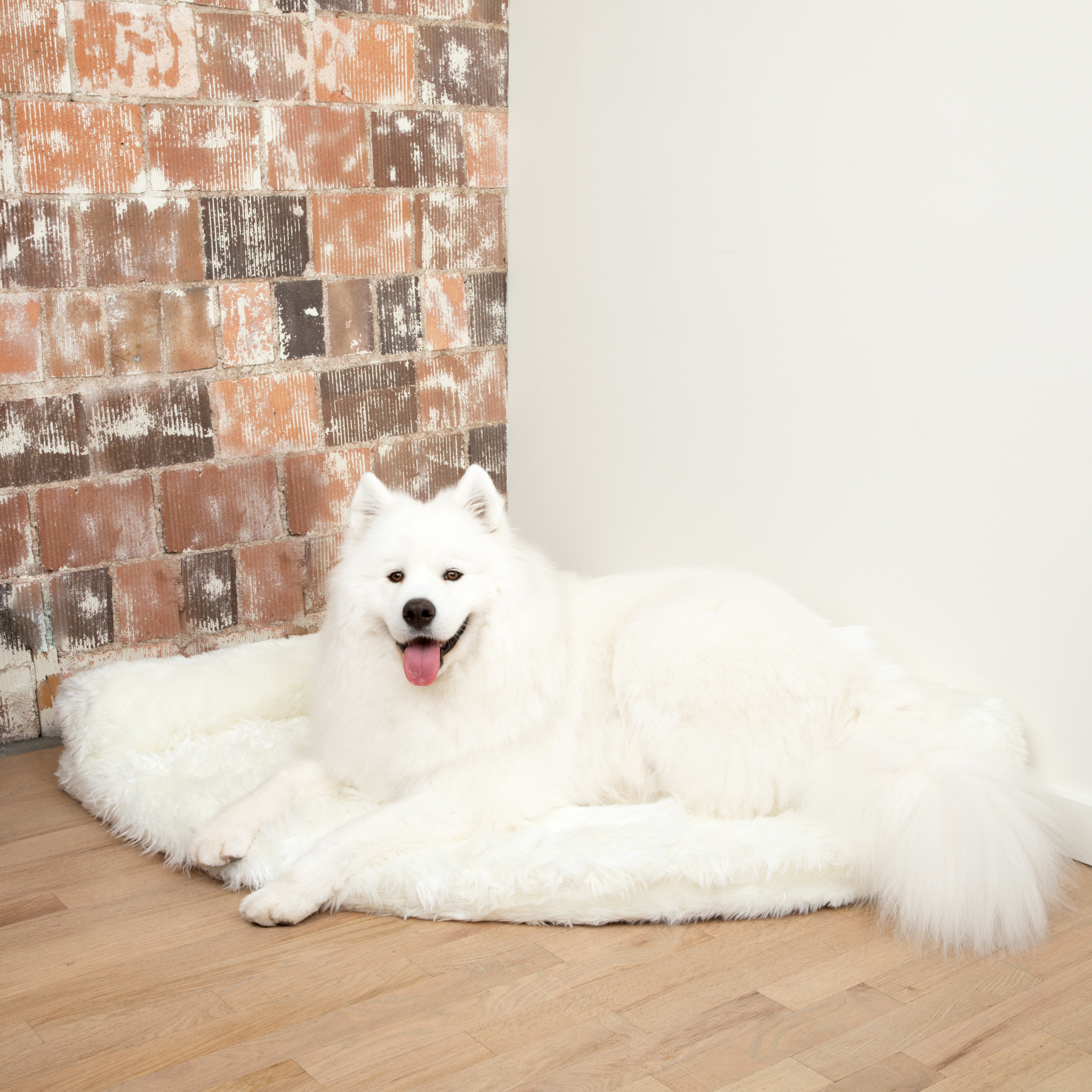PupRug™ Memory Foam Corner Dog Bed - Polar White、mySite、solidvoid