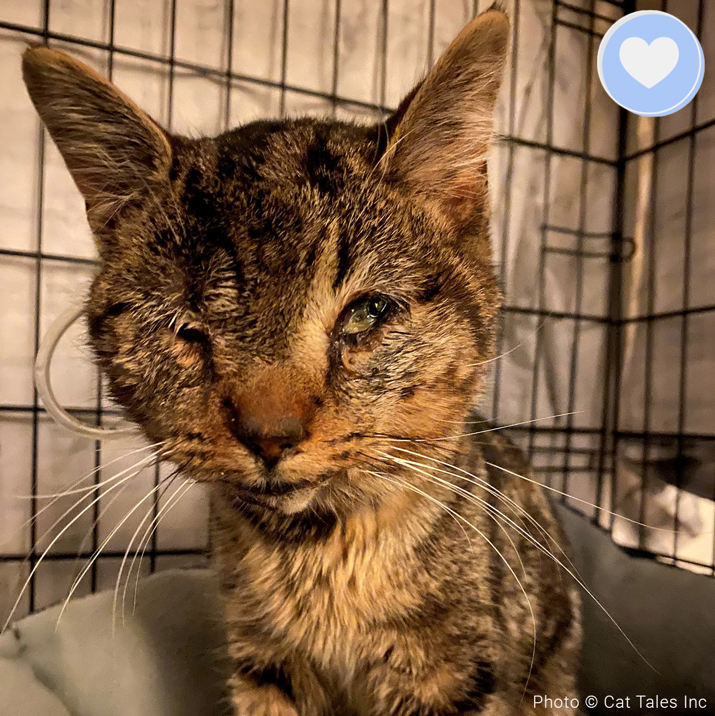 Funded - Save Santo's Sweet Face、mySite、camillekostekn