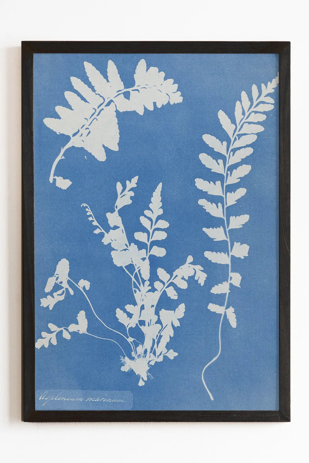 Cyanotype Plant Art Print、mySite、gigharbornorthrealestate