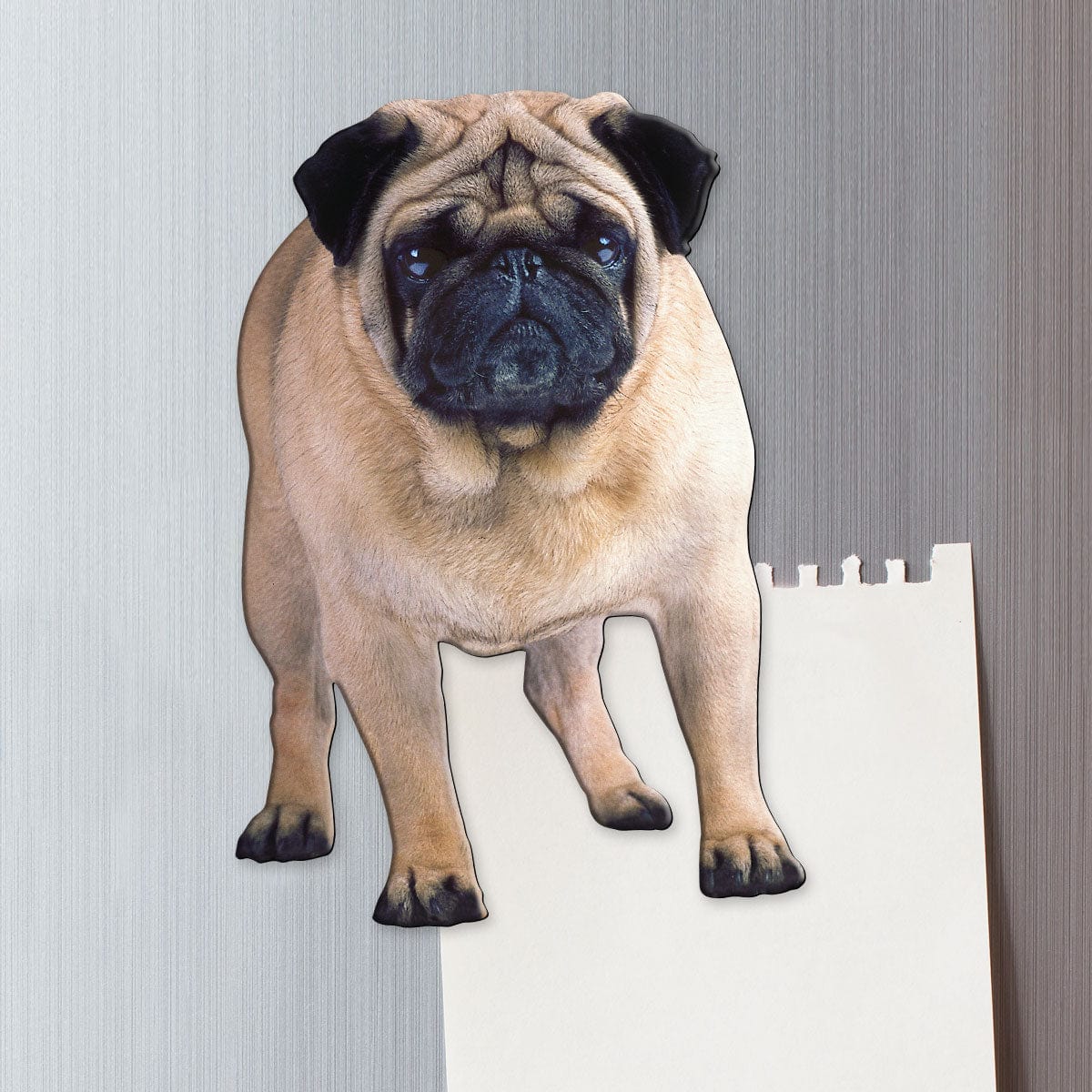  Fridge Magnet - Pug Dog、mySite、ghnorth