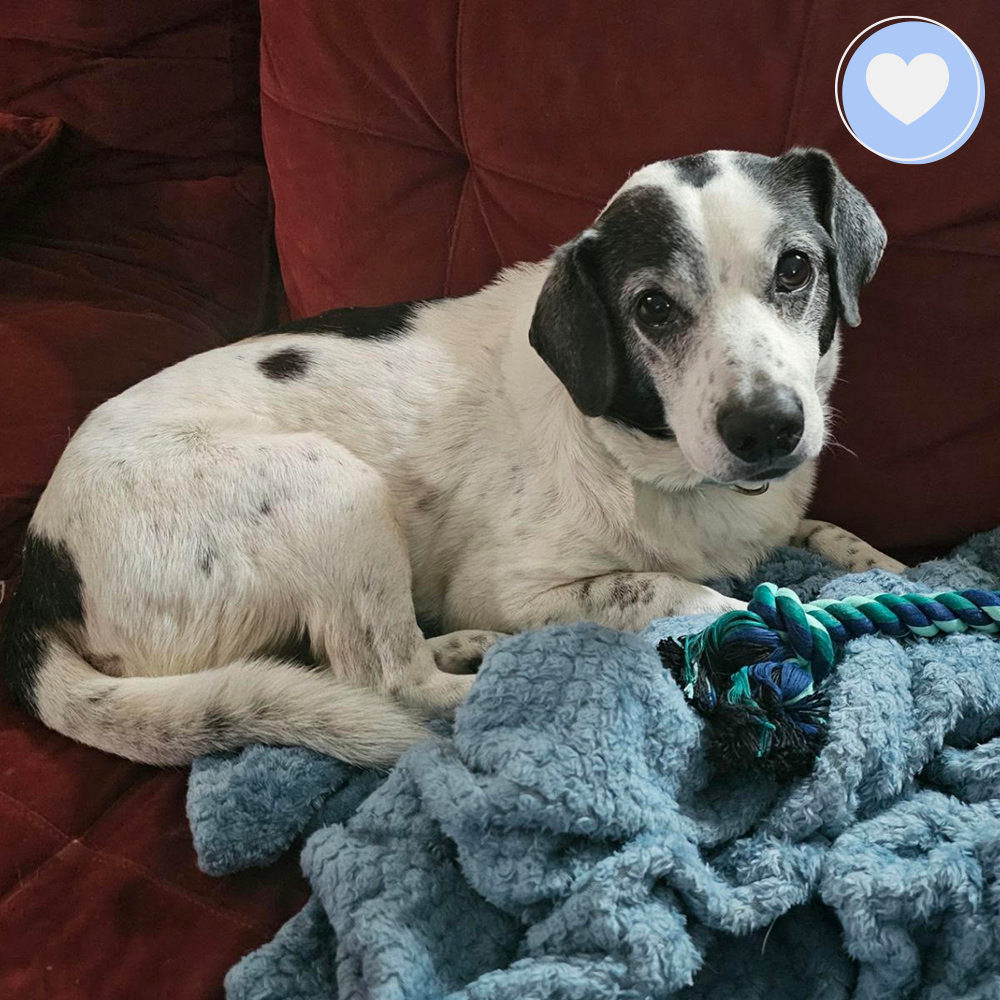 Funded: Help Nurse Poppa Back to Health、mySite、camillekostekn