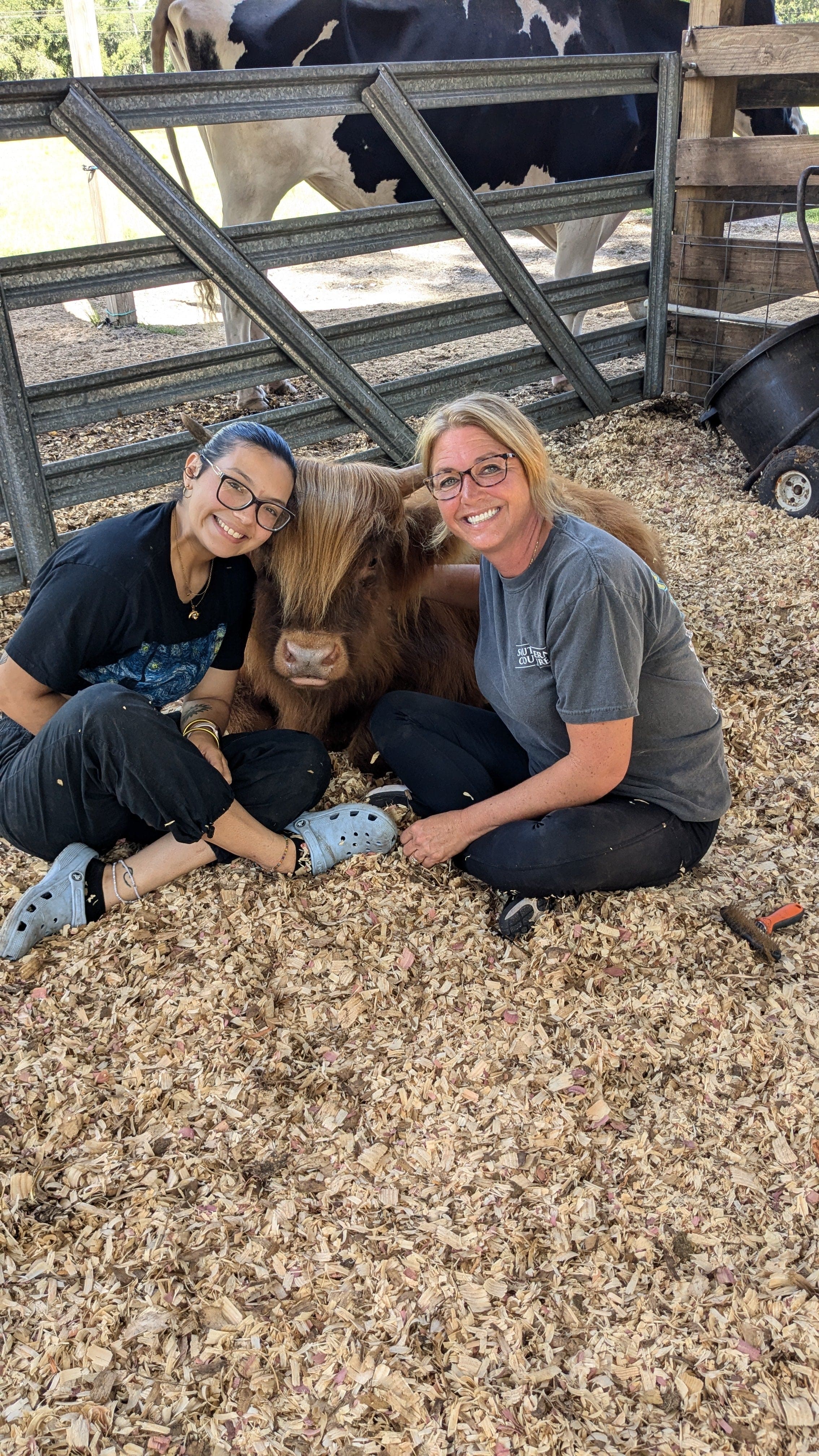 Cow Cuddle EXPERIENCES Gift Certificate-Great Gift Idea!、mySite、g9winljtr