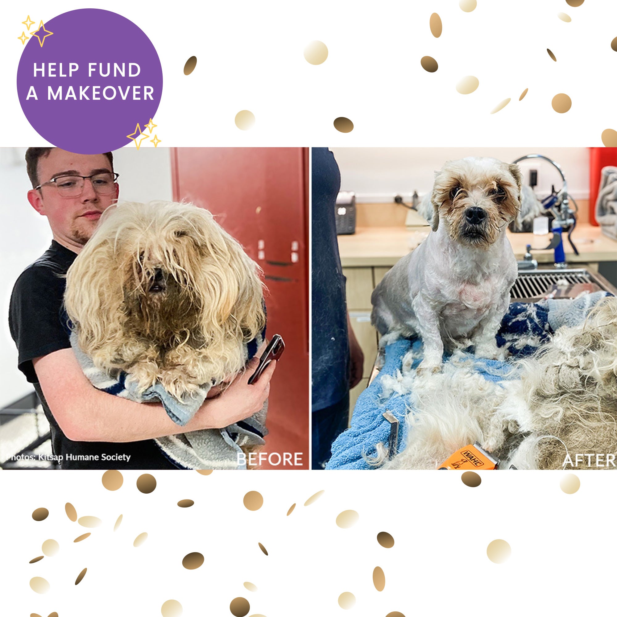 Help Shelter Pets Get Ready for Their Homecoming、mySite、camillekostekn