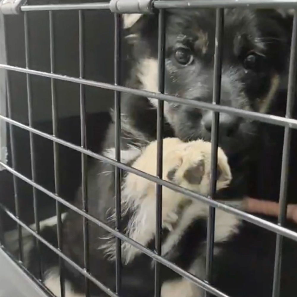 Funded: Help Lesya and Her Puppies Recover from Malnutrition After Being Rescued from Frontlines、mySite、camillekostekn