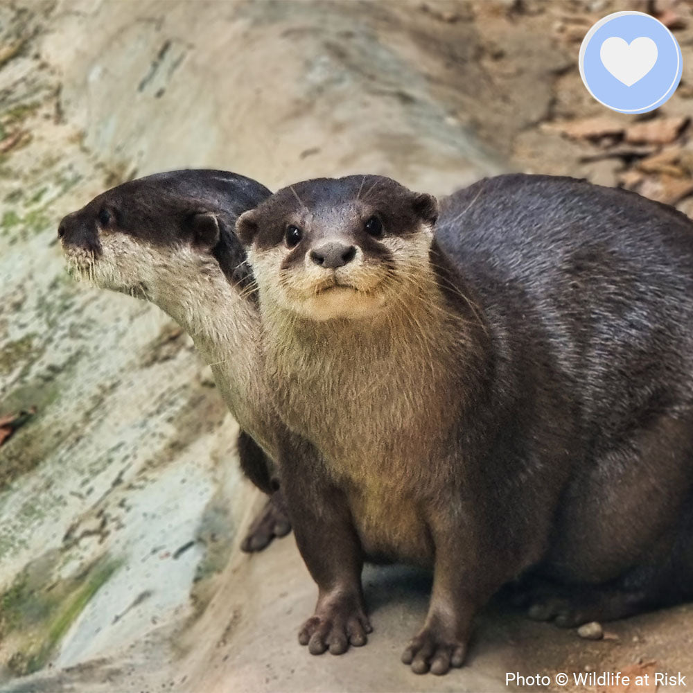 Project Peril: Help Save the Small-Clawed Otter、mySite、camillekostekn