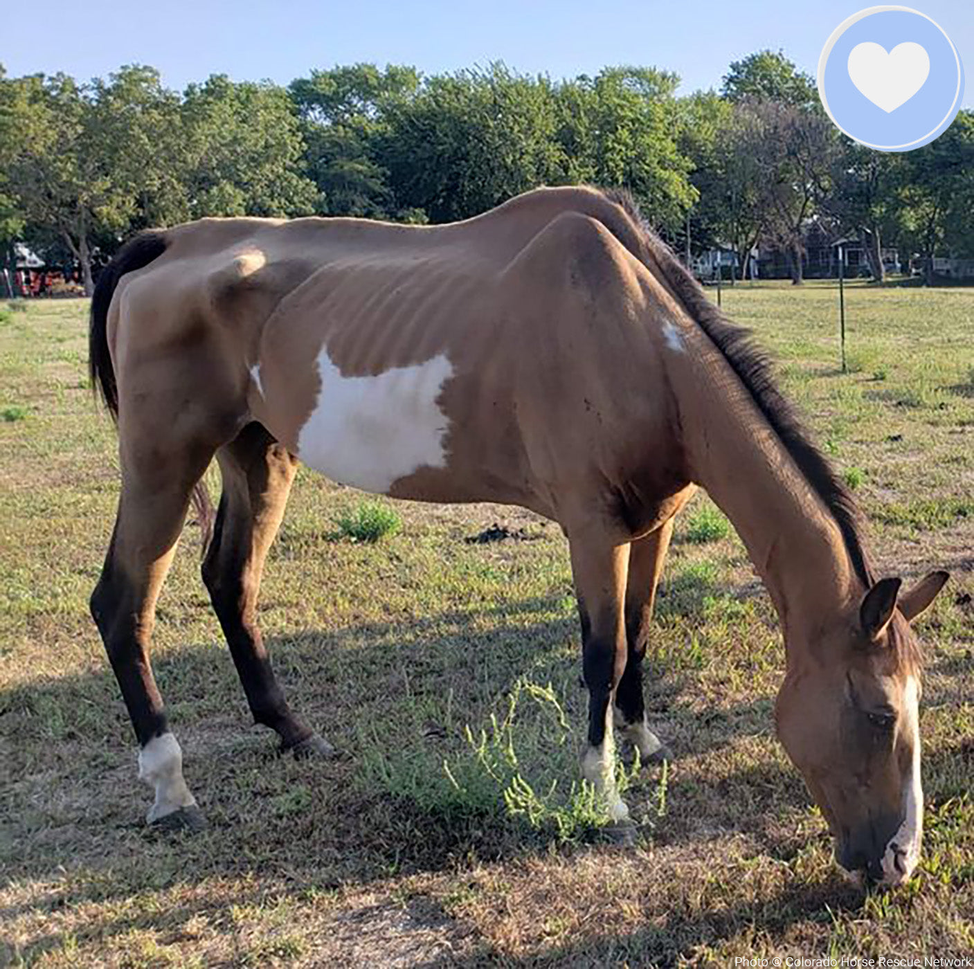 Funded - Save Emaciated Horse Named Cash、mySite、camillekostekn
