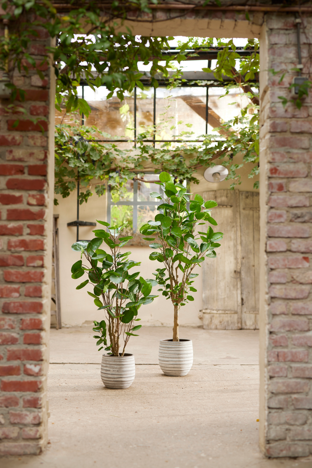 Artificial Dicot Dwarf Tree | Emerald Polyscias、mySite、neckold