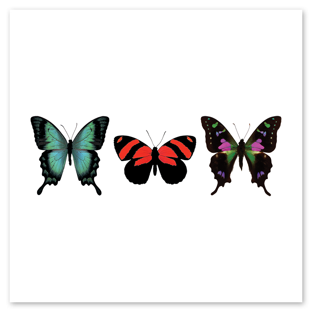  Butterfly Trio Tattly Temporary Tattoos、mySite、ghnorth