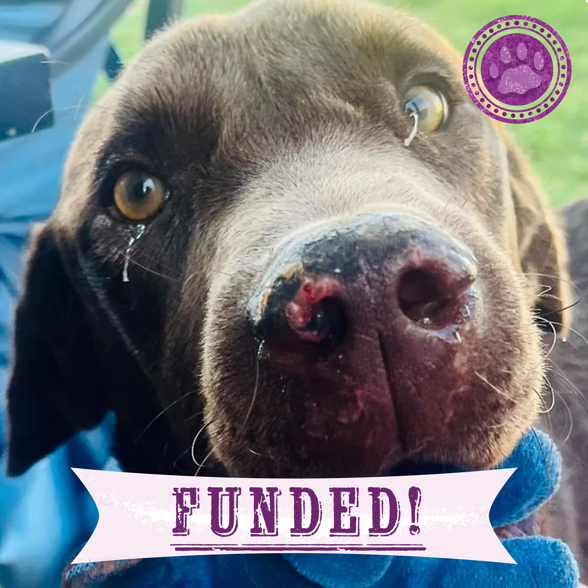 Funded: Help Novak Heal From His Wounds、mySite、camillekostekn