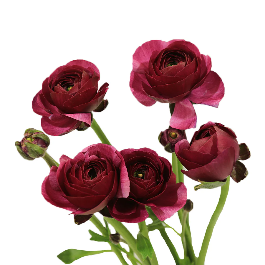  Renuculus Stem、mySite、elrpsem3k