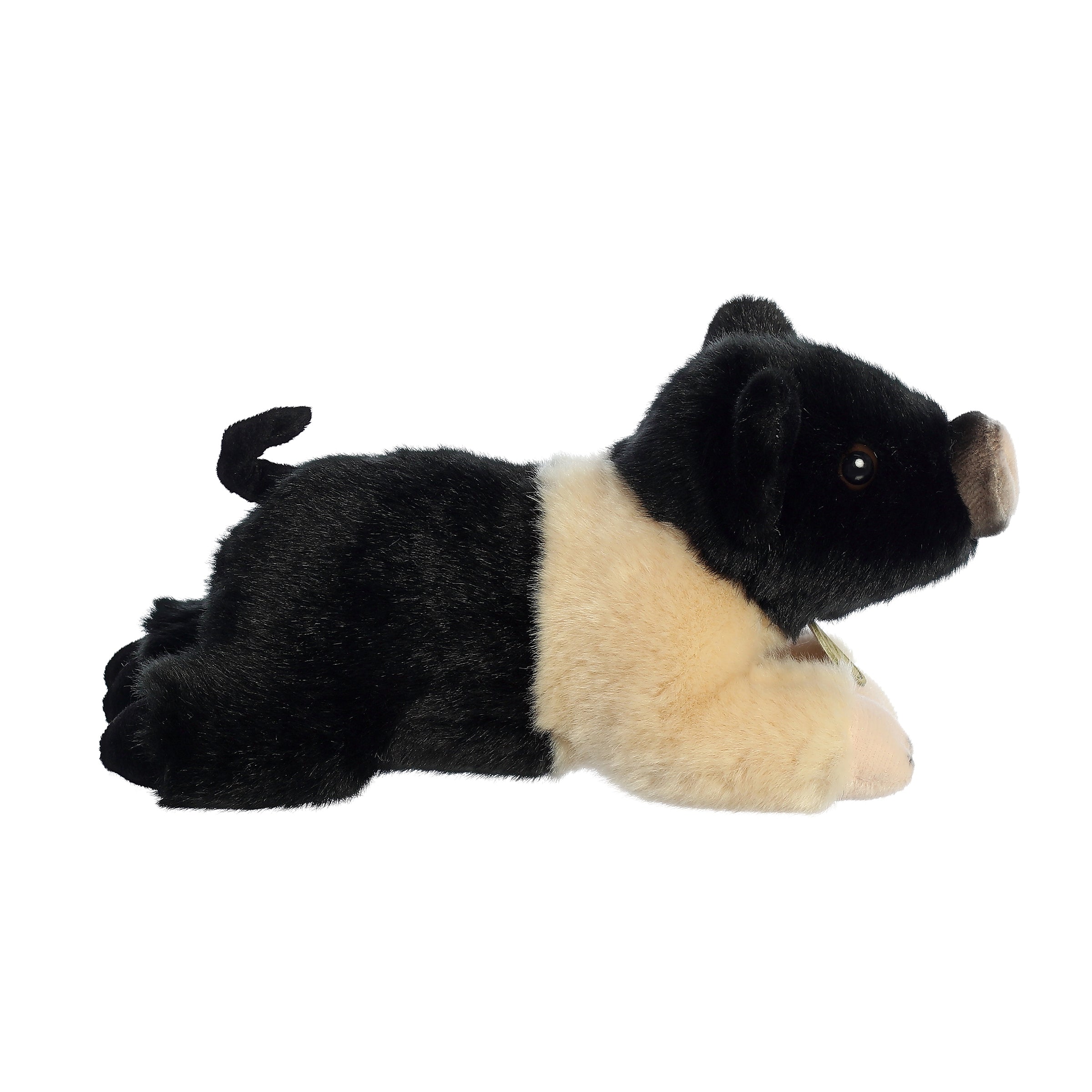 Aurora® - Miyoni® - Hampshire Pig、mySite、g9winljtr