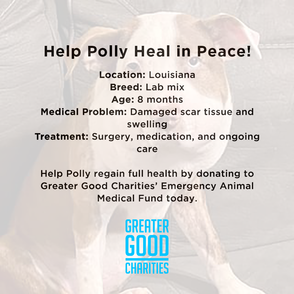 Funded: Help Polly Heal in Peace、mySite、camillekostekn