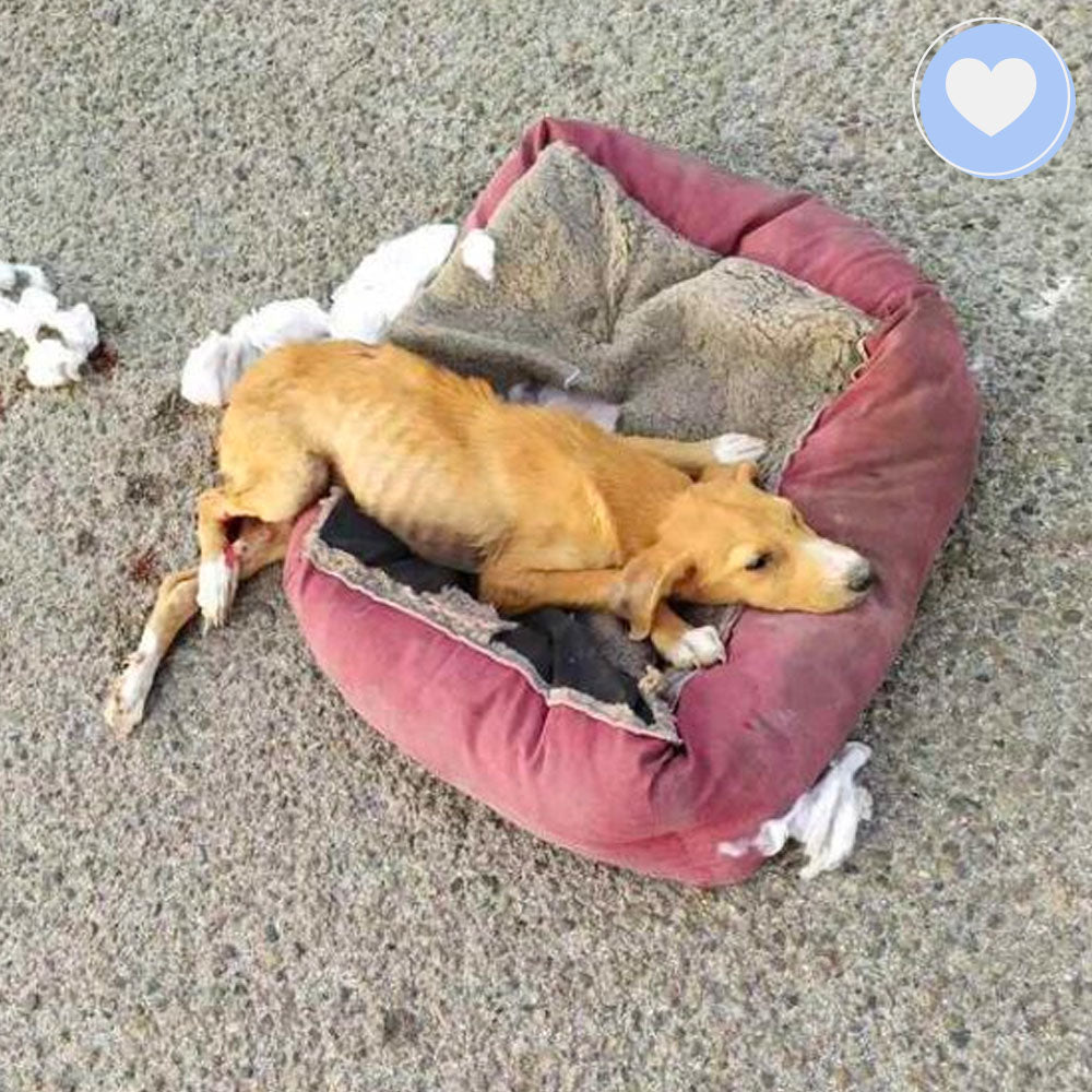 Funded: Athena Needs Us To Survive、mySite、camillekostekn