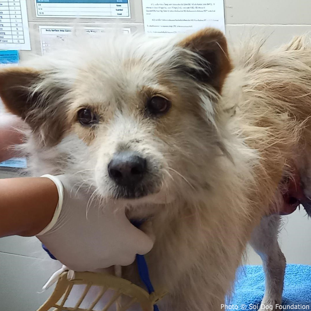 Funded: Save Toeythalay's Leg After Tragic Car Accident、mySite、camillekostekn