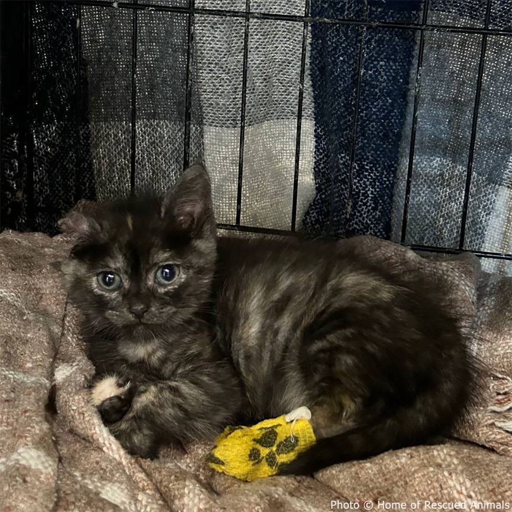 Support Mia While Recovering From Her Injuries、mySite、camillekostekn