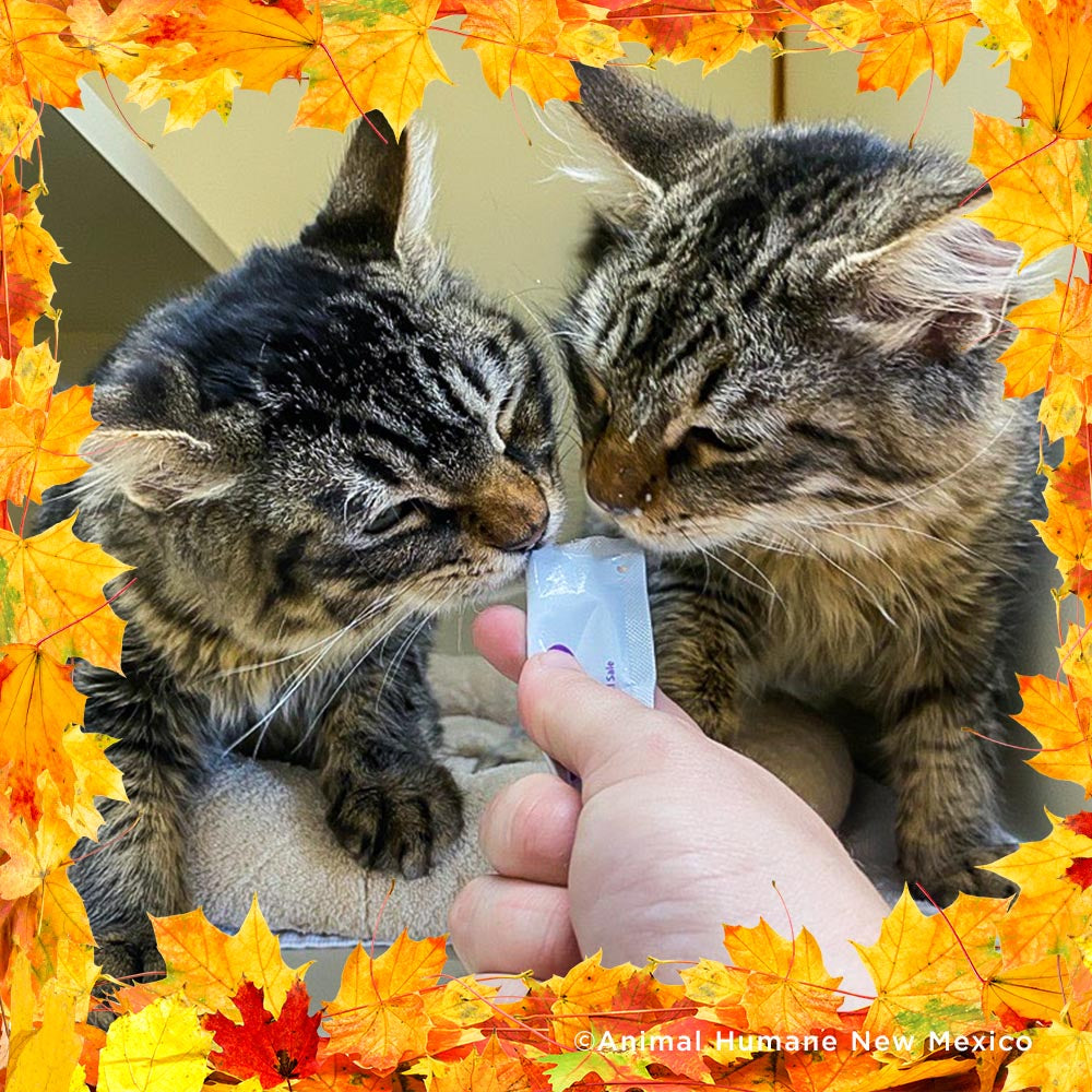 Thanksgiving Pet Food Drive | Help Feed 1 Million Shelter Pets、mySite、camillekostekn