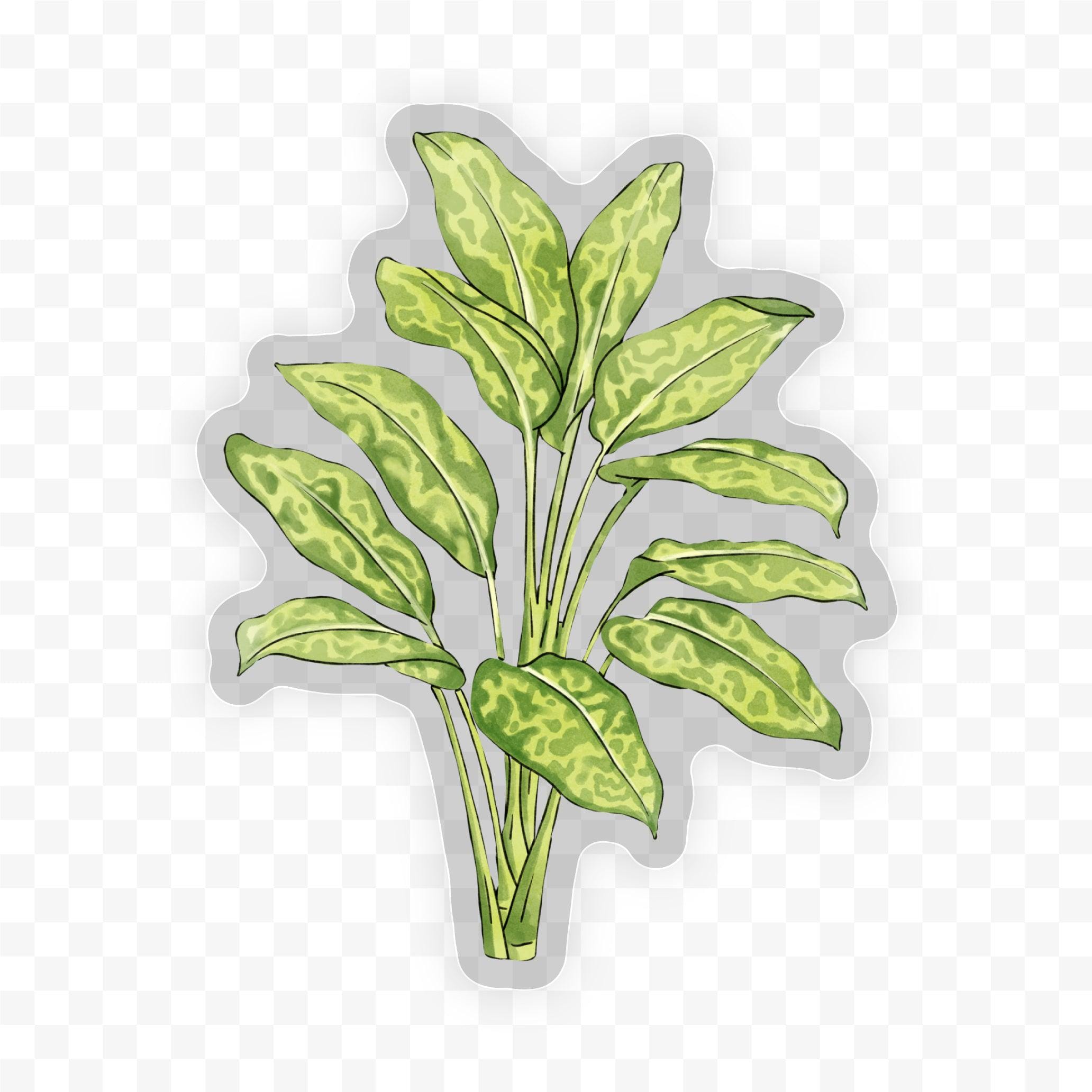  Dumb Cane - Botanical Clear Sticker、mySite、elrpsem3k