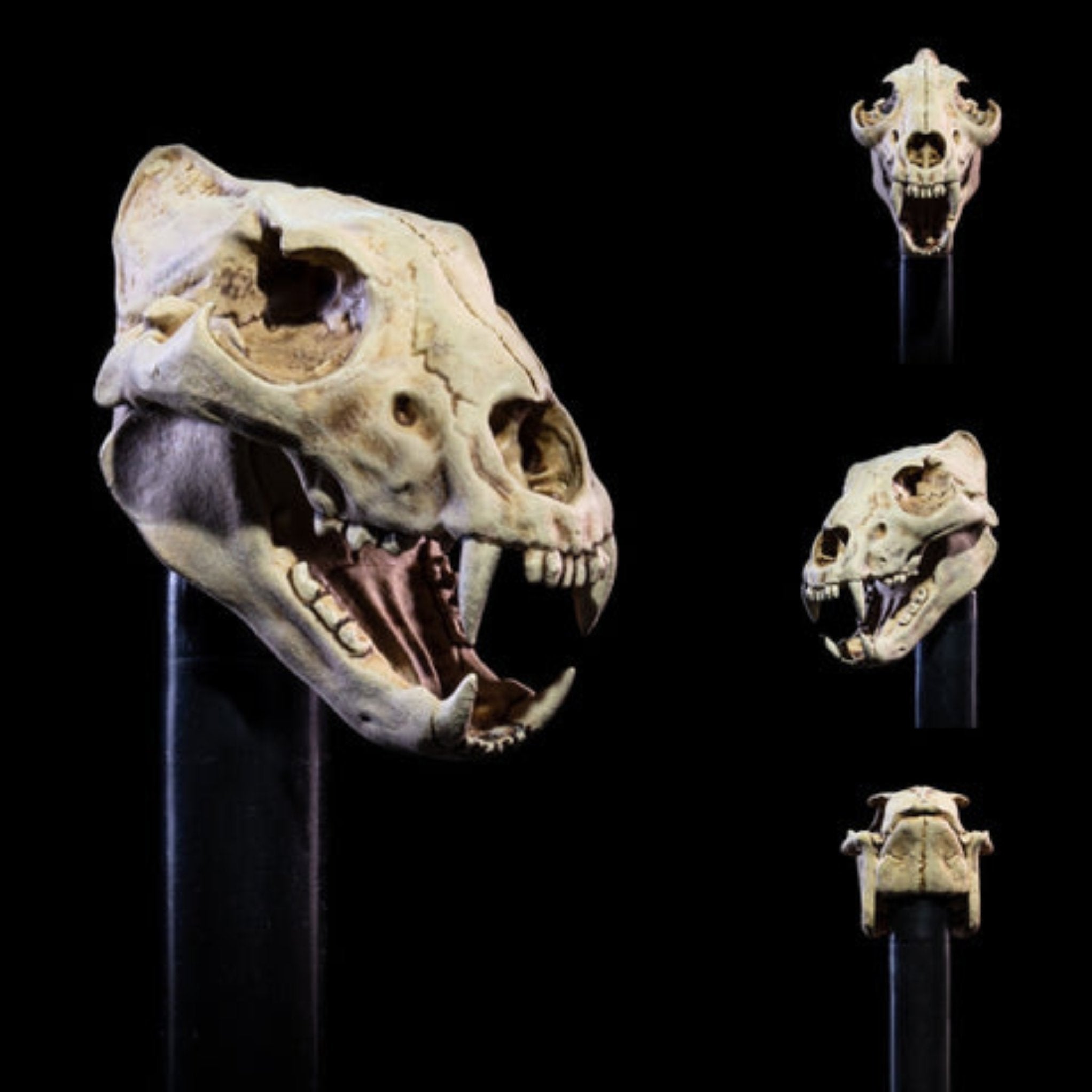 Mythic Legions Undead Heads Pack、mySite、hgirdovlk