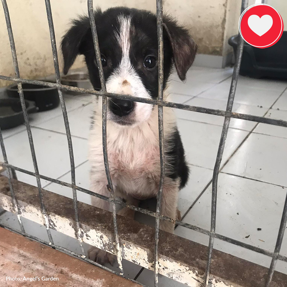 Funded: Elena Needs Your Help To Survive And Thrive、mySite、camillekostekn