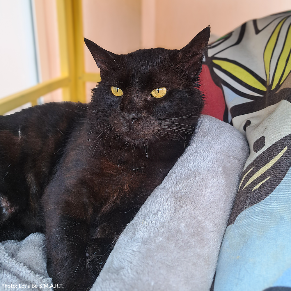 Funded: Help Ninja Recover From Gunshot Wound and Paralysis、mySite、camillekostekn