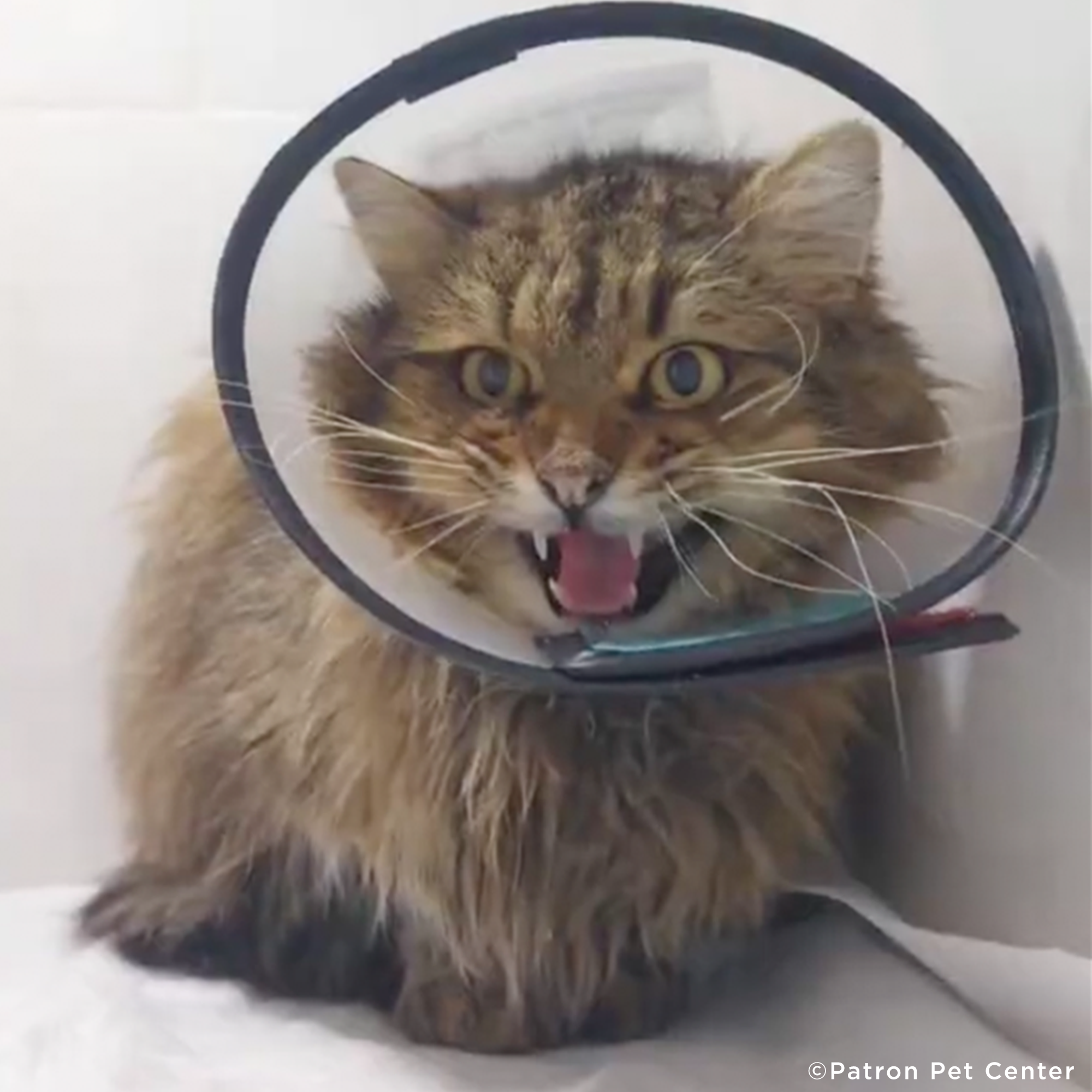 Funded: Help Abandoned Cat Overcome Excruciating Pain、mySite、camillekostekn