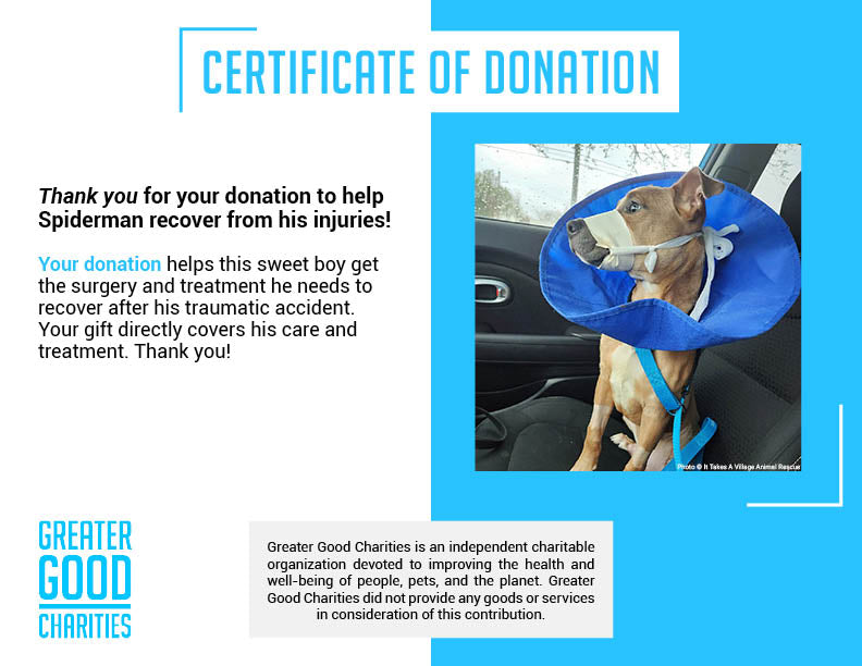 Funded - Help Spiderman Recover After Being Hit by a Car、mySite、camillekostekn