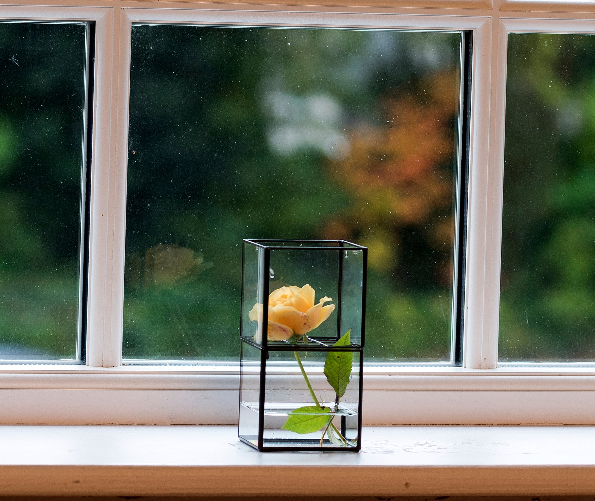 Hydro 80:80 Terrarium、mySite、topwebapps