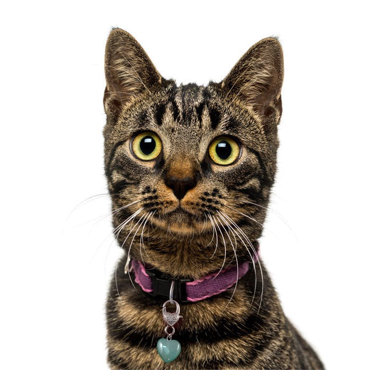 Healing Crystal Green Aventurine Pet Pendant Made in the USA、mySite、g9winljtr