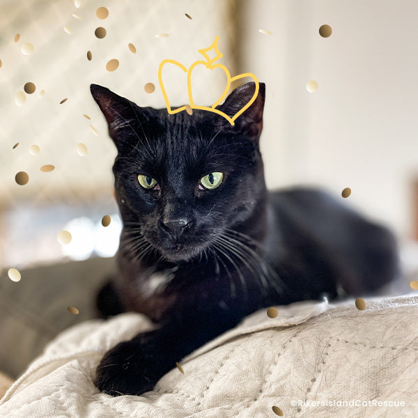 Help Shelter Pets Get Ready for Their Homecoming、mySite、camillekostekn