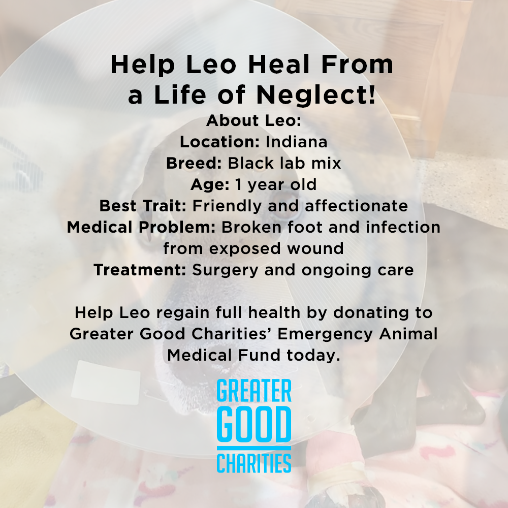 Funded - Help Leo Heal From a Life of Neglect、mySite、camillekostekn