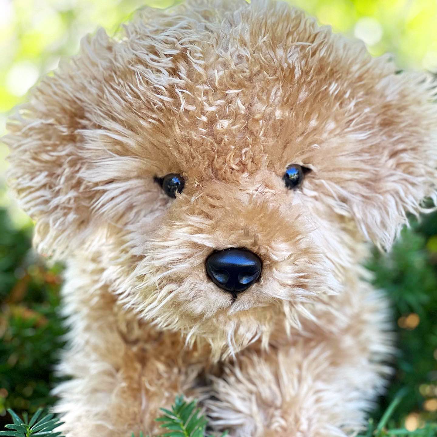 Lila the Laying Labradoodle by Auswella、mySite、g9winljtr