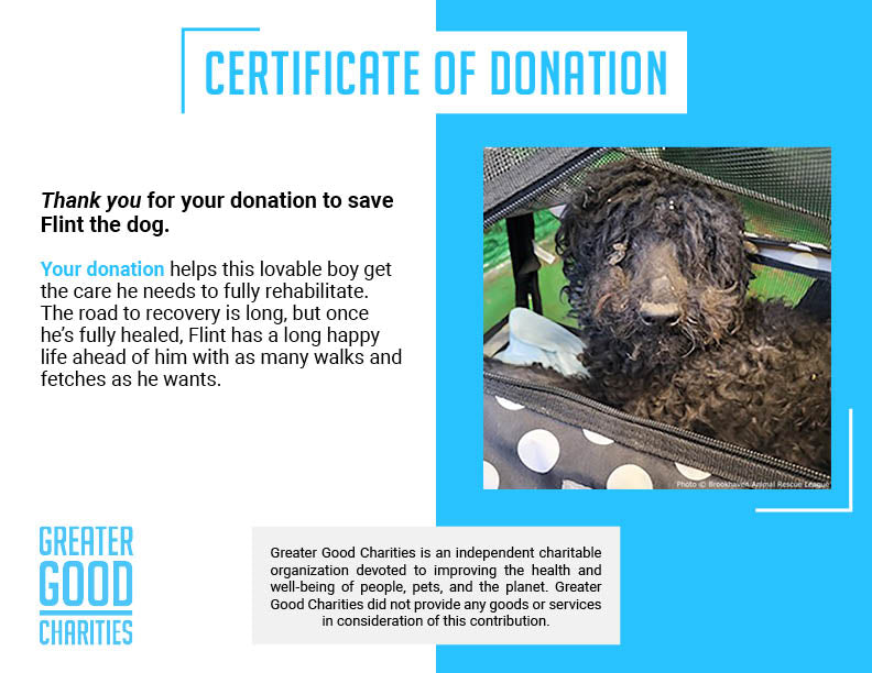 Funded: Help Fearless Flint Regain His Strength After Malnourishment、mySite、camillekostekn