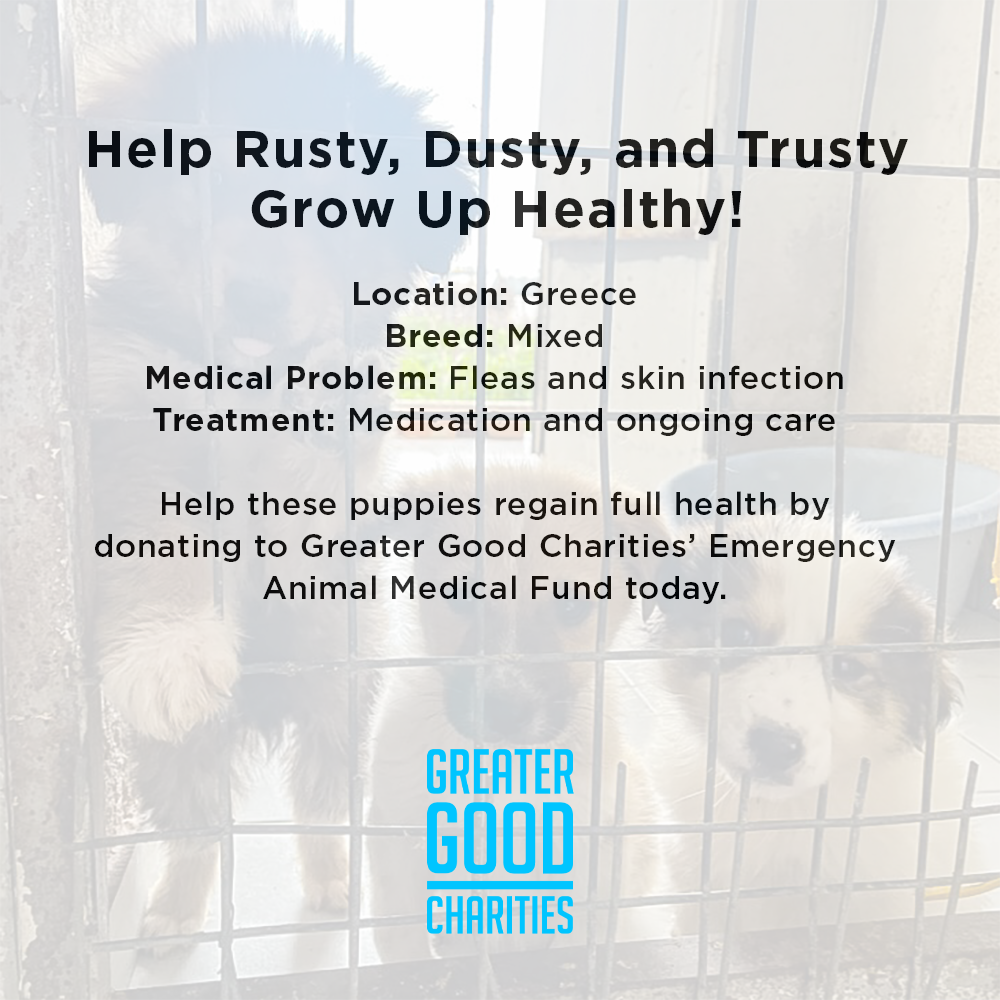 Funded: Help Rusty, Dusty, and Trusty Grow Up Healthy、mySite、camillekostekn